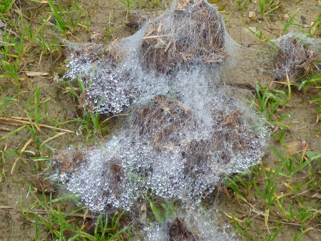 Joli voyage incongru